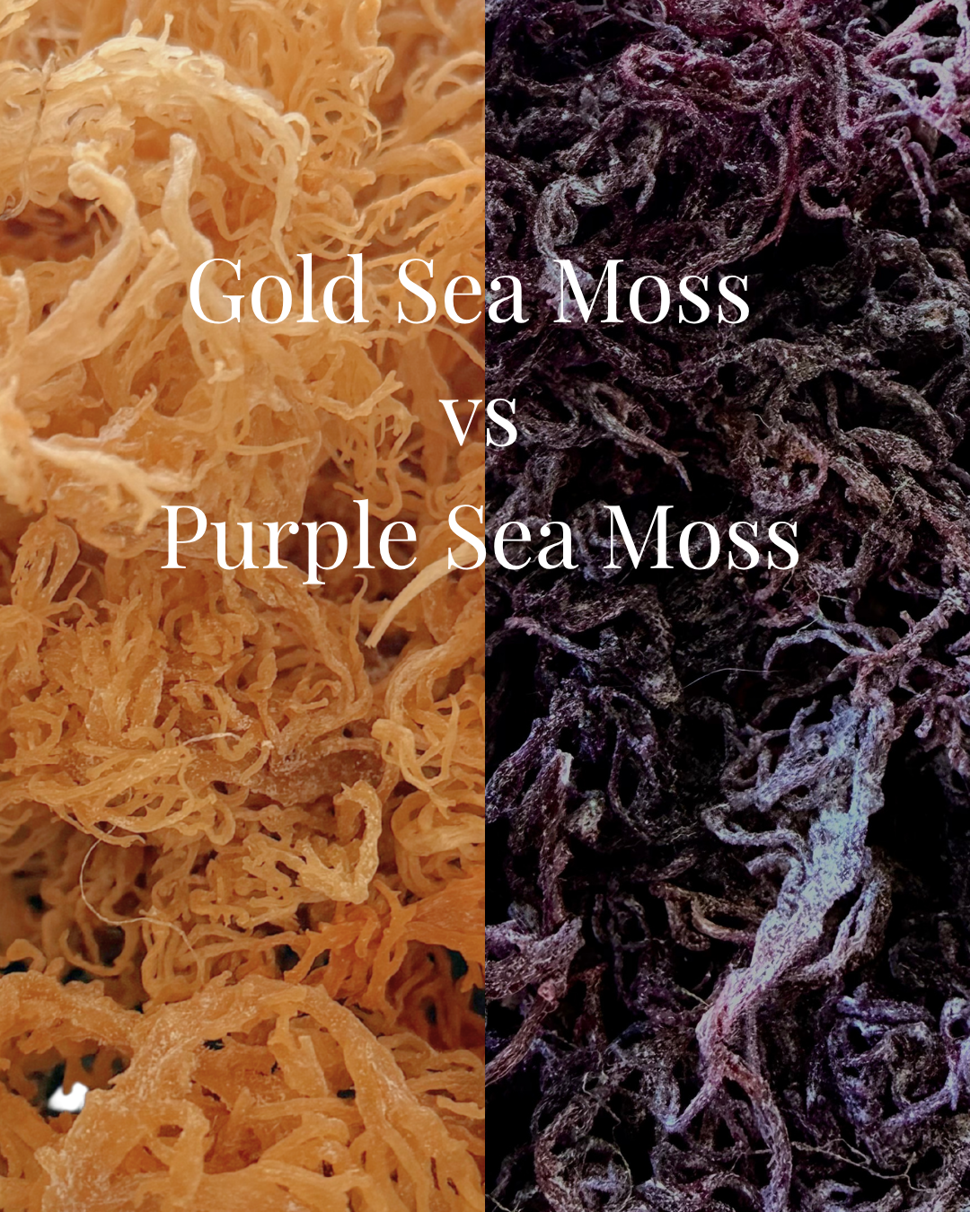 Wild Harvested Sea Moss Benefits: Gold vs. Purple and How to Use It