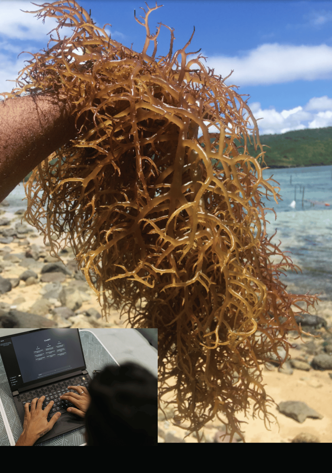Fresh ocean-grown sea moss held in hand, harvested in St. Lucia