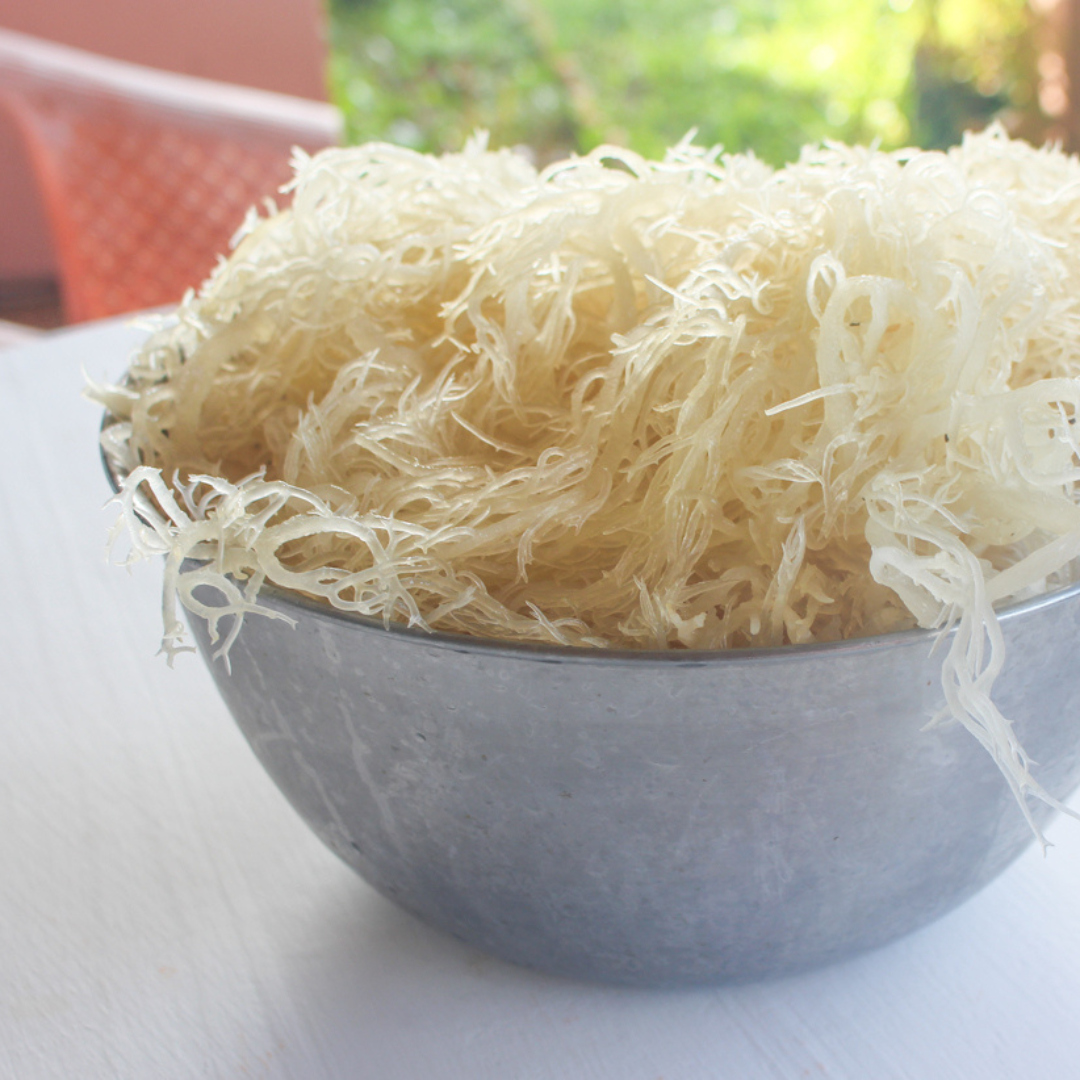 Gold Sea Moss 2lb, Wild Harvested