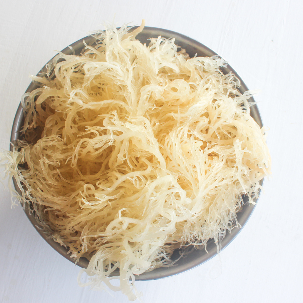 Gold Sea Moss 1 lb, Wild Harvested