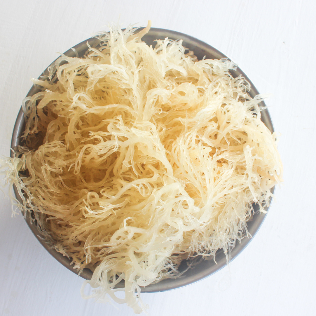 Gold Sea Moss 2lb, Wild Harvested