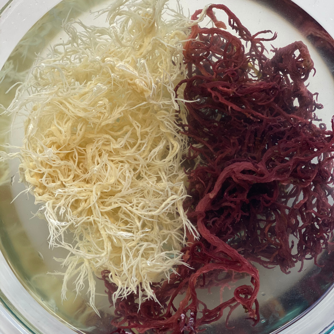 Gold & Purple Sea Moss 1lb, Wild Harvested