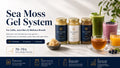Sea Moss Gel System For Cafes and Juice Bars