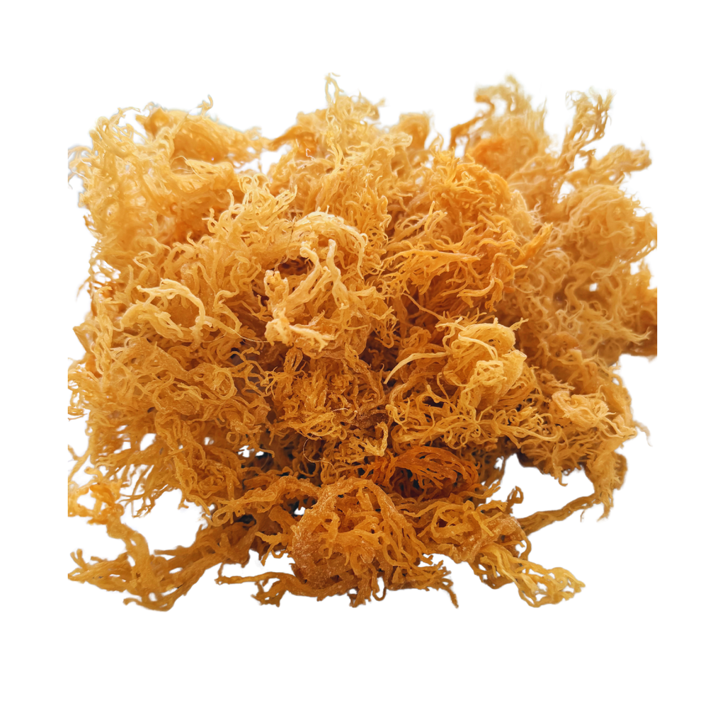 Wild Harvested Gold Sea Moss  6 oz