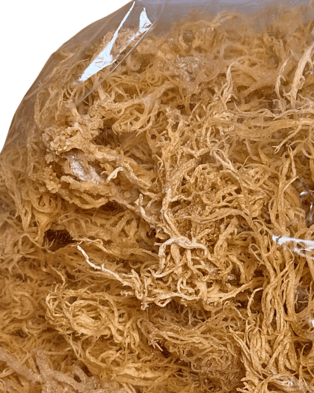 Gold Sea Moss 1 lb, Wild Harvested