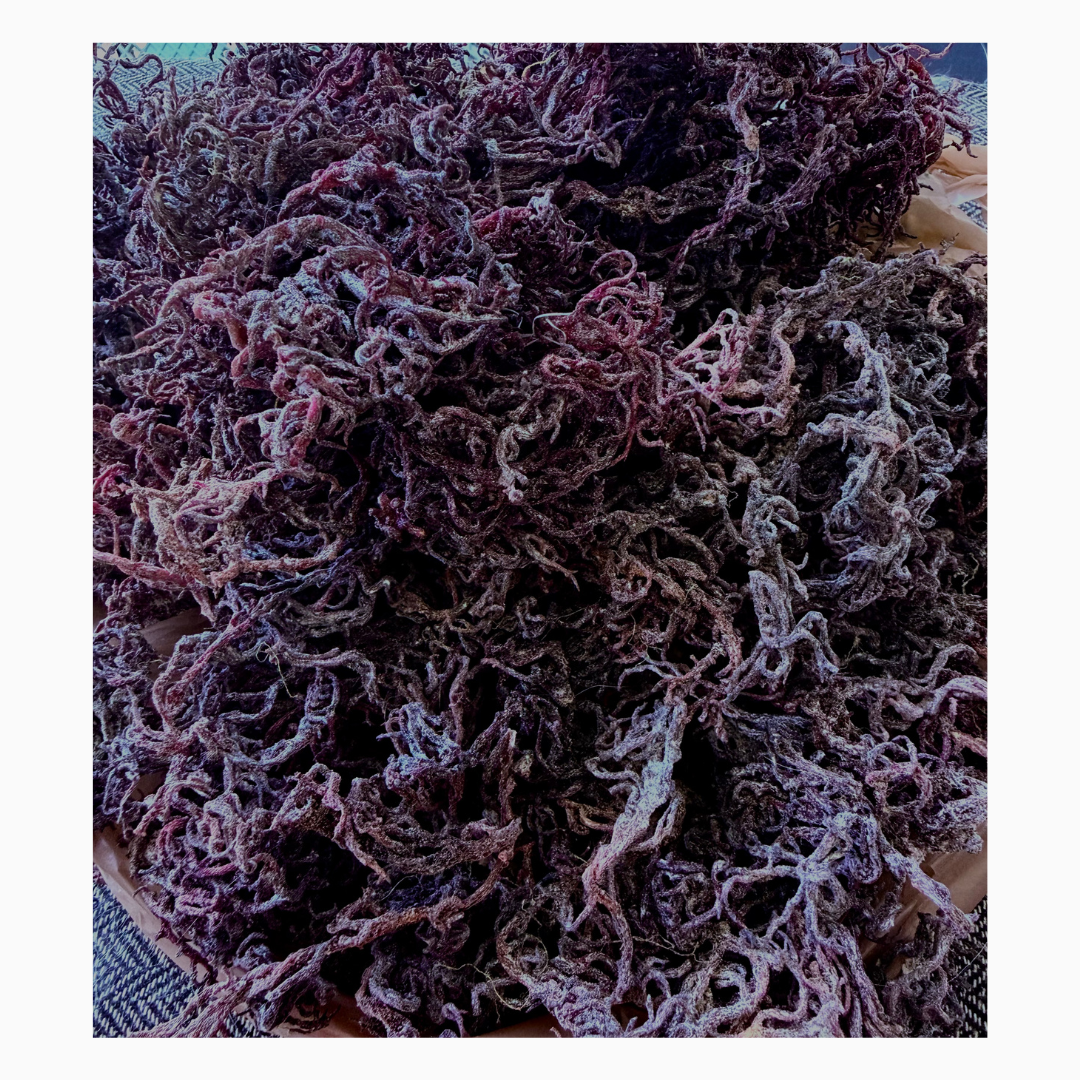 Wild Harvested Gold & Purple Sea Moss — 12 Pack Mixed Retail Display