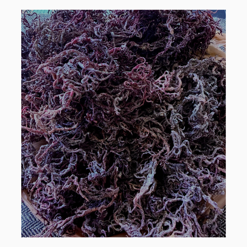 Wild Harvested Gold & Purple Sea Moss — 12 Pack Mixed Retail Display