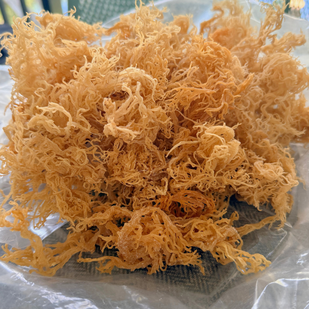 Wild Harvested Gold Sea Moss 5lb
