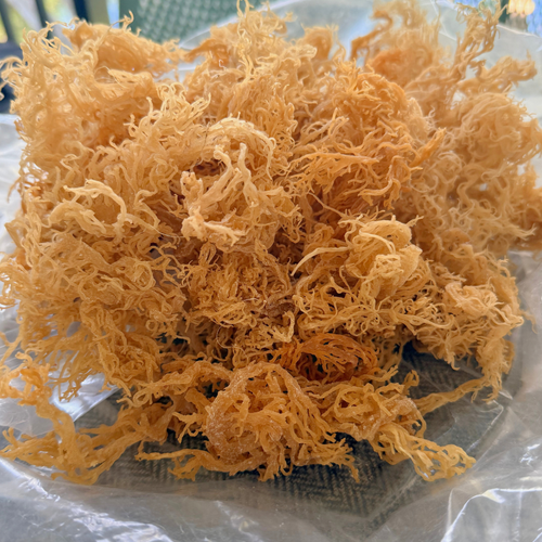 Wild Harvested Gold Sea Moss 2lb